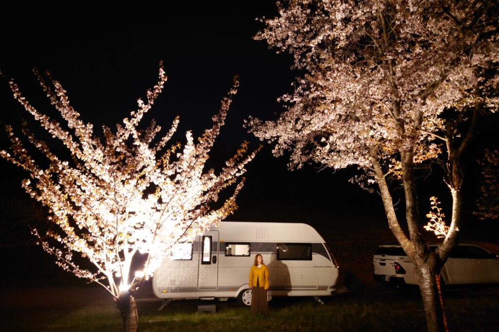上磯ダム公園キャンプ場の桜をライトアップ