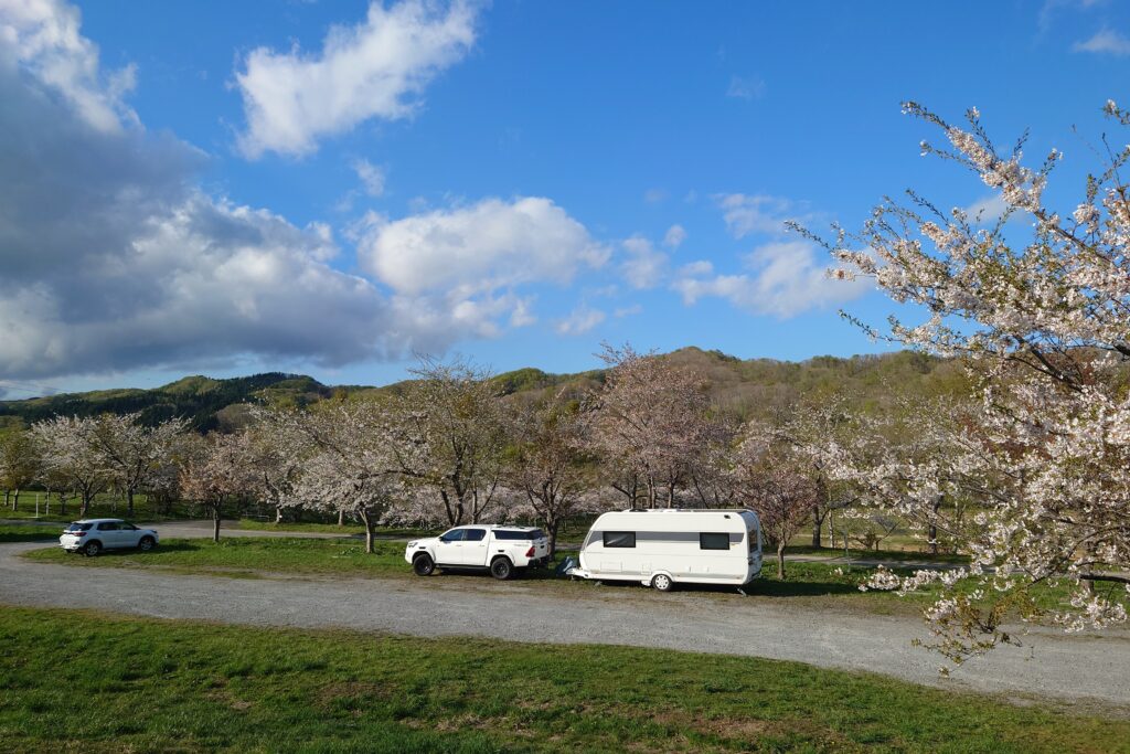 上磯ダム公園キャンプ場駐車場には沢山の桜の木が植えてある